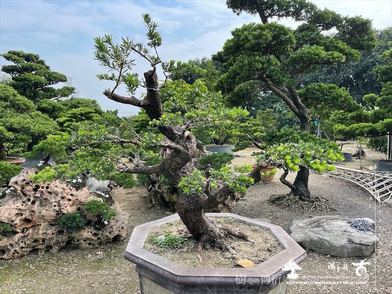 img 4033 1 [晶鑽羅漢松]等待，是為了下一次的蛻變(131) 蛻變專題(The plan)