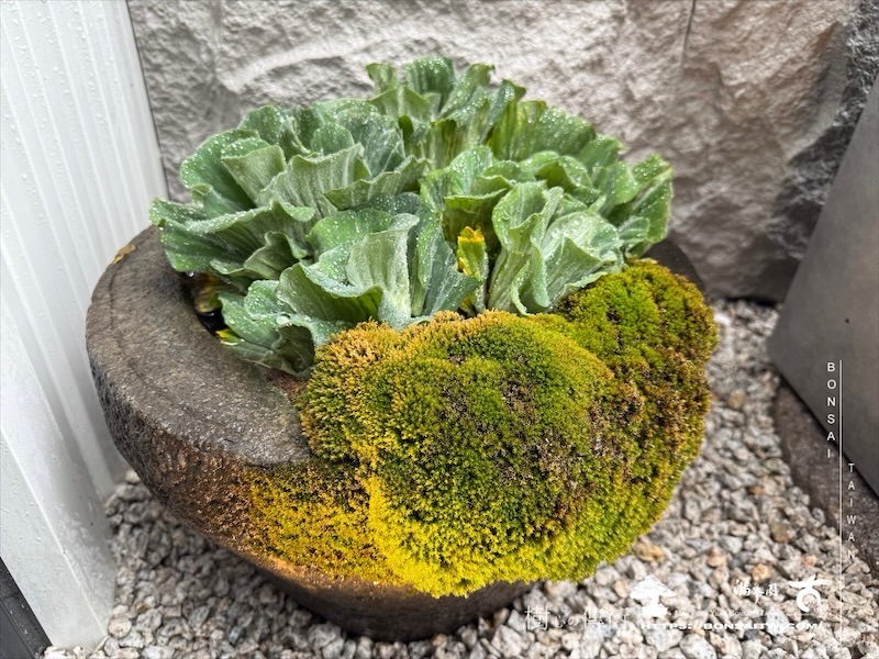 img 4161 1 [我們的作品]景觀規劃-案0509 露台造景