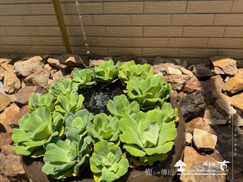 img 5260 1 [我們的作品]景觀規劃-案0515 客戶案例