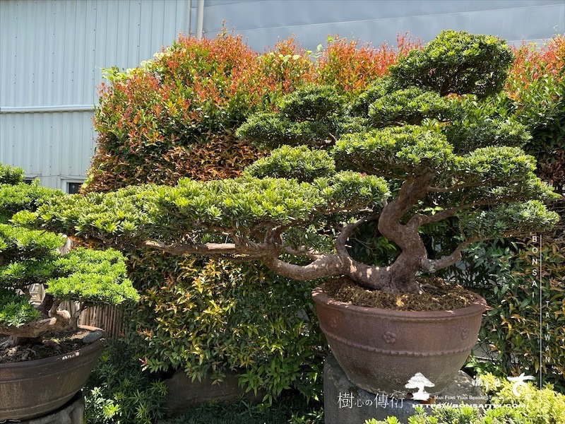 img 6395 1 [晶鑽羅漢松]等待，是為了下一次的蛻變(123) 盆栽(Bonsai)
