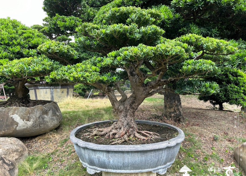 img 6517 1 [晶鑽羅漢松]等待，是為了下一次的蛻變(84) 盆栽(Bonsai)