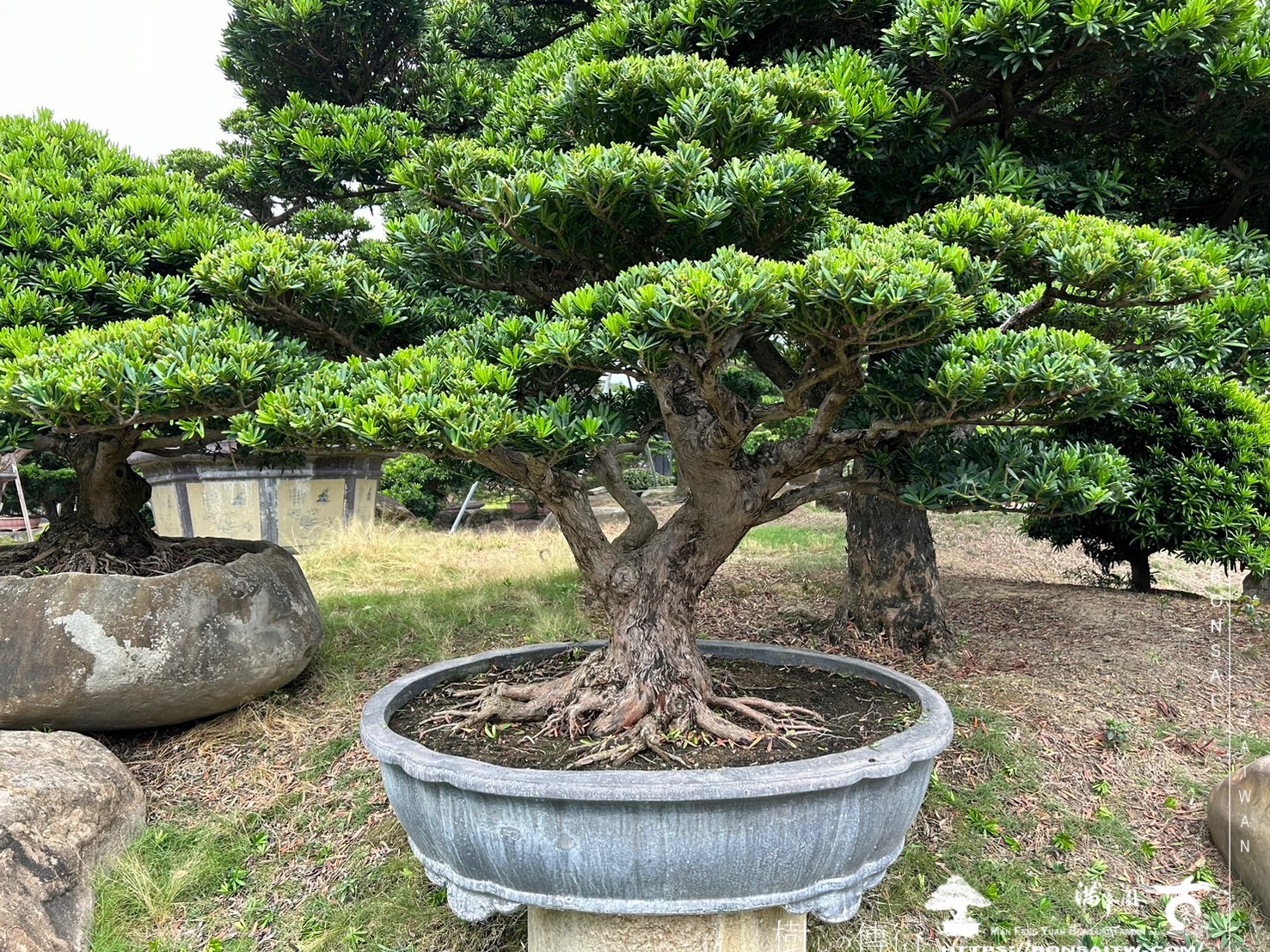 img 6517 1 [晶鑽羅漢松]等待，是為了下一次的蛻變(84) 盆栽(Bonsai)