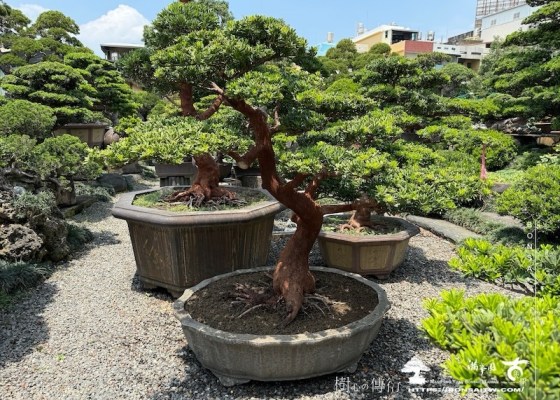 img 6528 1 [晶鑽羅漢松]等待，是為了下一次的蛻變(133) 蛻變專題(The plan)