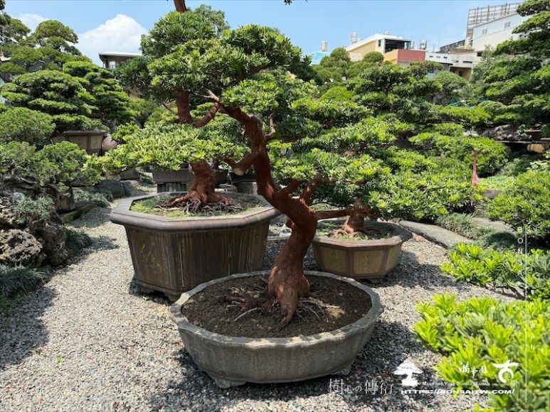 img 6528 1 [晶鑽羅漢松]等待，是為了下一次的蛻變(133) 蛻變專題(The plan)