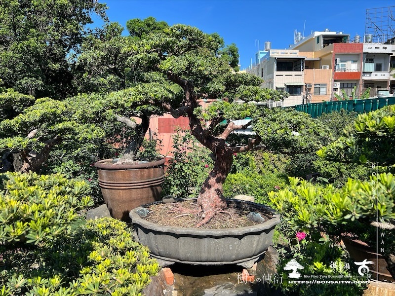 img 6529 1 [晶鑽羅漢松]等待，是為了下一次的蛻變(133) 蛻變專題(The plan)