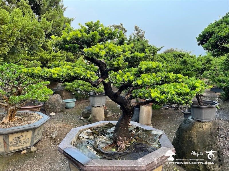 img 6530 2 1 [晶鑽羅漢松]等待，是為了下一次的蛻變(133) 蛻變專題(The plan)