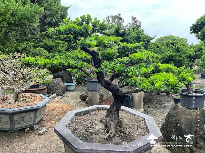 img 6532 1 [晶鑽羅漢松]等待，是為了下一次的蛻變(133) 蛻變專題(The plan)