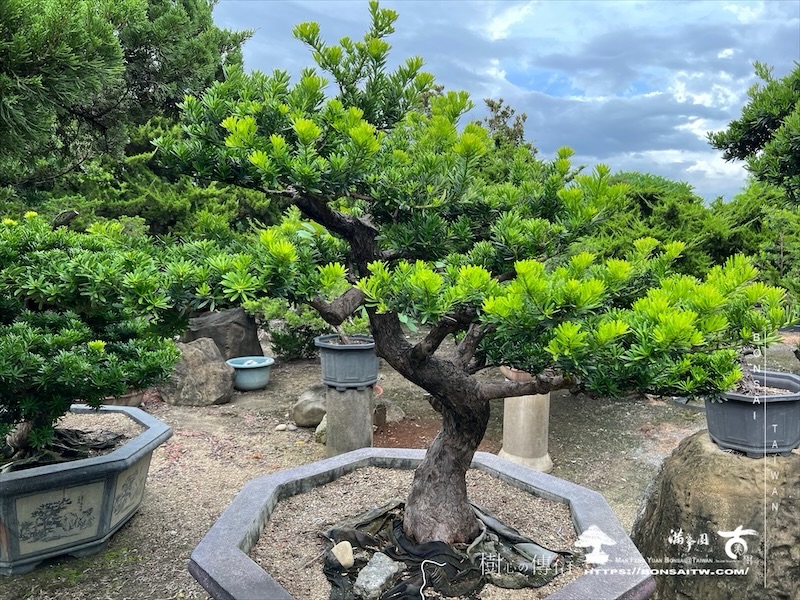 img 6533 1 [晶鑽羅漢松]等待，是為了下一次的蛻變(133) 蛻變專題(The plan)