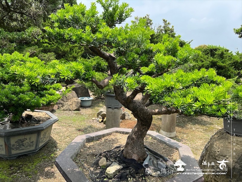 img 6534 1 [晶鑽羅漢松]等待，是為了下一次的蛻變(133) 蛻變專題(The plan)