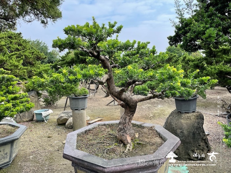 img 6535 1 [晶鑽羅漢松]等待，是為了下一次的蛻變(133) 蛻變專題(The plan)