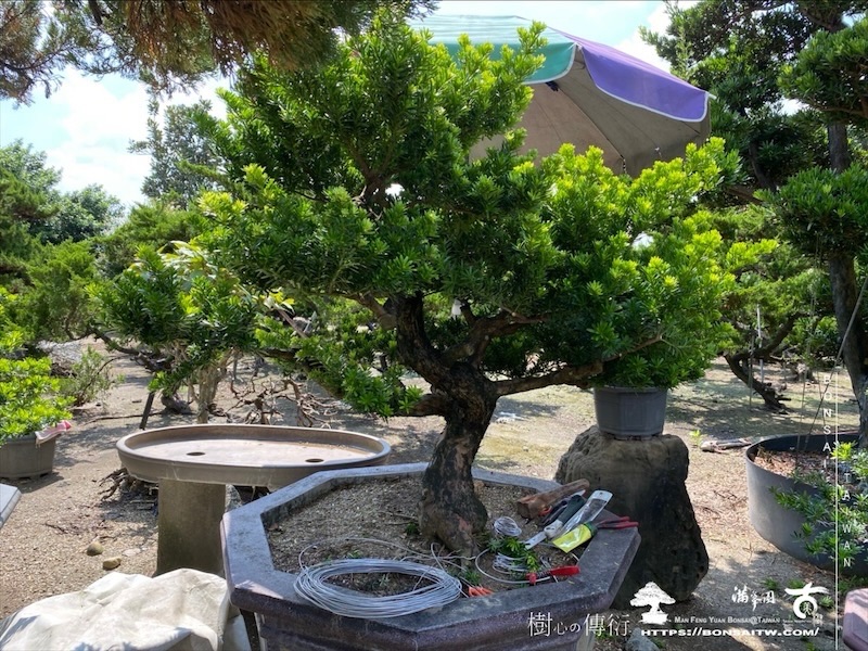 img 6537 1 [晶鑽羅漢松]等待，是為了下一次的蛻變(133) 蛻變專題(The plan)