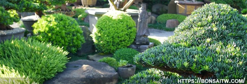 cropped bonsaitw 03 All 02 Our Service(我們的服務)