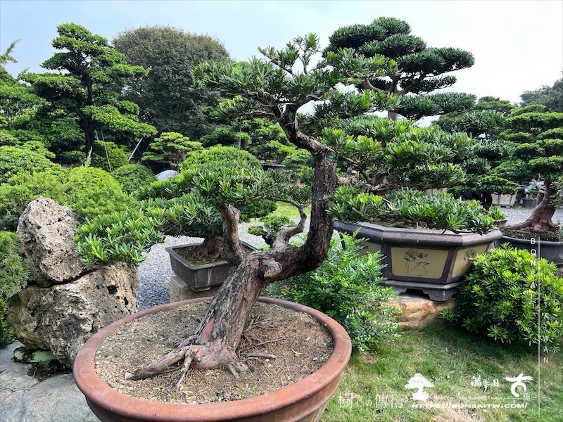 img 4026 1 [晶鑽羅漢松]等待，是為了下一次的蛻變(134) 盆栽樂趣(Travel)