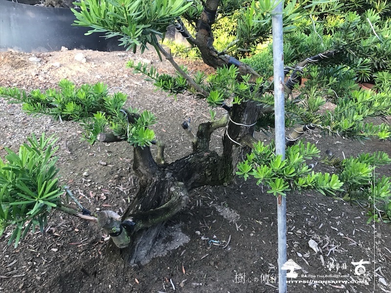 img 7780 1 [晶鑽羅漢松]等待，是為了下一次的蛻變(134) 盆栽樂趣(Travel)