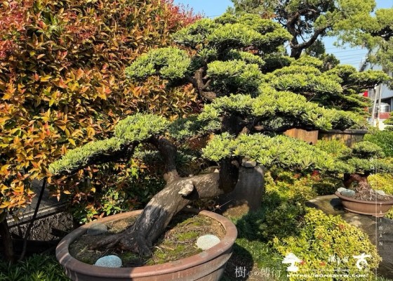 img 7792 2 1 [晶鑽羅漢松]等待，是為了下一次的蛻變(134) 盆栽樂趣(Travel)