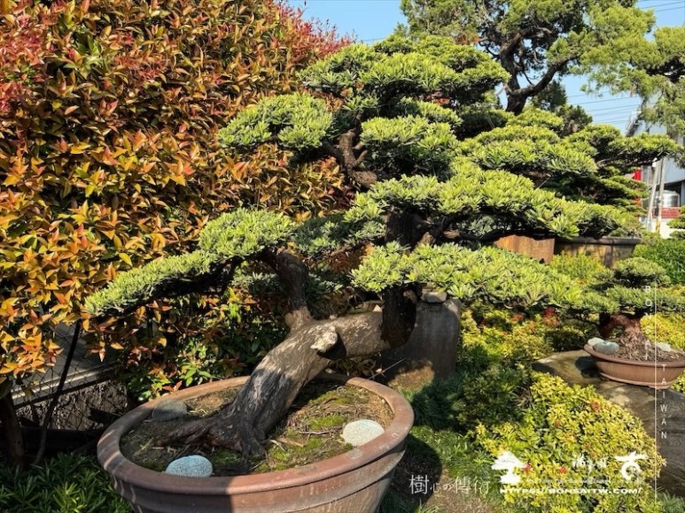 img 7792 2 1 [晶鑽羅漢松]等待，是為了下一次的蛻變(134) 盆栽樂趣(Travel)