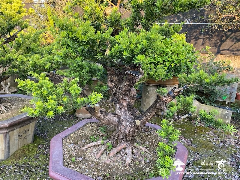 img 7999 1 [晶鑽羅漢松]等待，是為了下一次的蛻變(135) 蛻變專題(The plan)