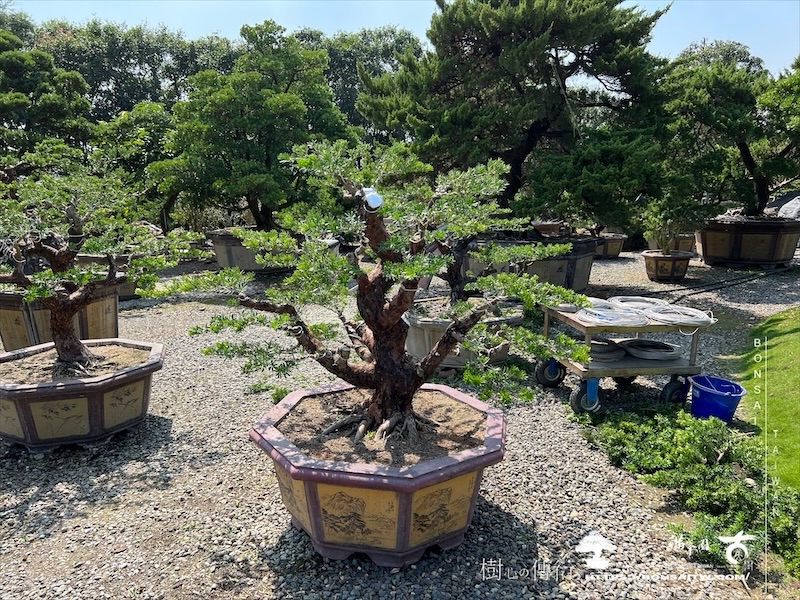 img 8001 1 1 [晶鑽羅漢松]等待，是為了下一次的蛻變(135) 蛻變專題(The plan)