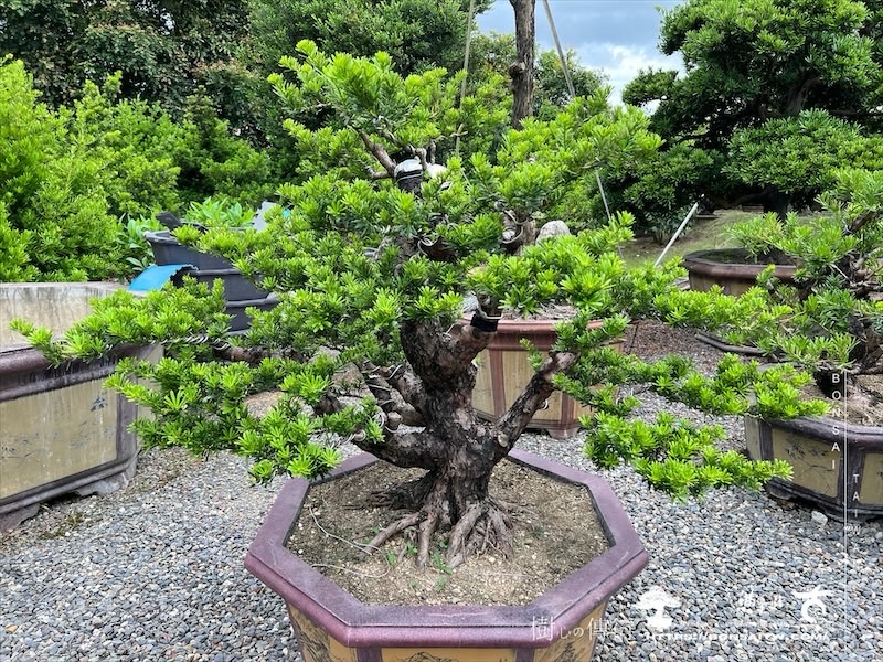 img 8004 1 [晶鑽羅漢松]等待，是為了下一次的蛻變(135) 蛻變專題(The plan)