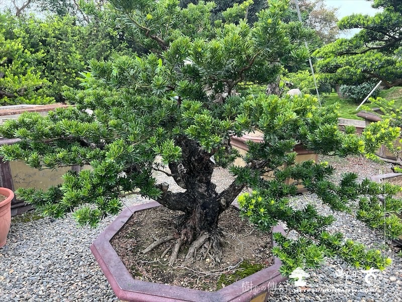 img 8006 1 [晶鑽羅漢松]等待，是為了下一次的蛻變(135) 蛻變專題(The plan)