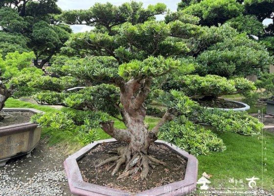 img 8007 1 1 [晶鑽羅漢松]等待，是為了下一次的蛻變(135) 羅漢松(Podocarpus costalis)