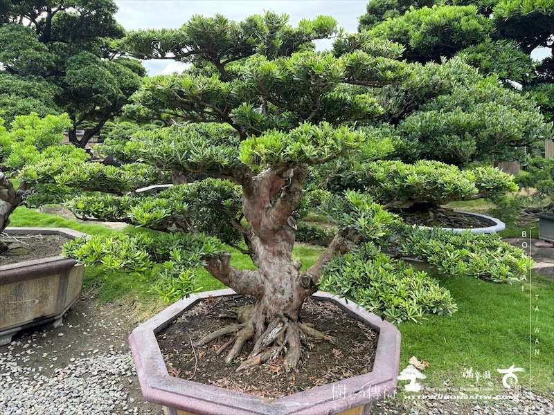 img 8007 1 1 [晶鑽羅漢松]等待，是為了下一次的蛻變(135) 蛻變專題(The plan)