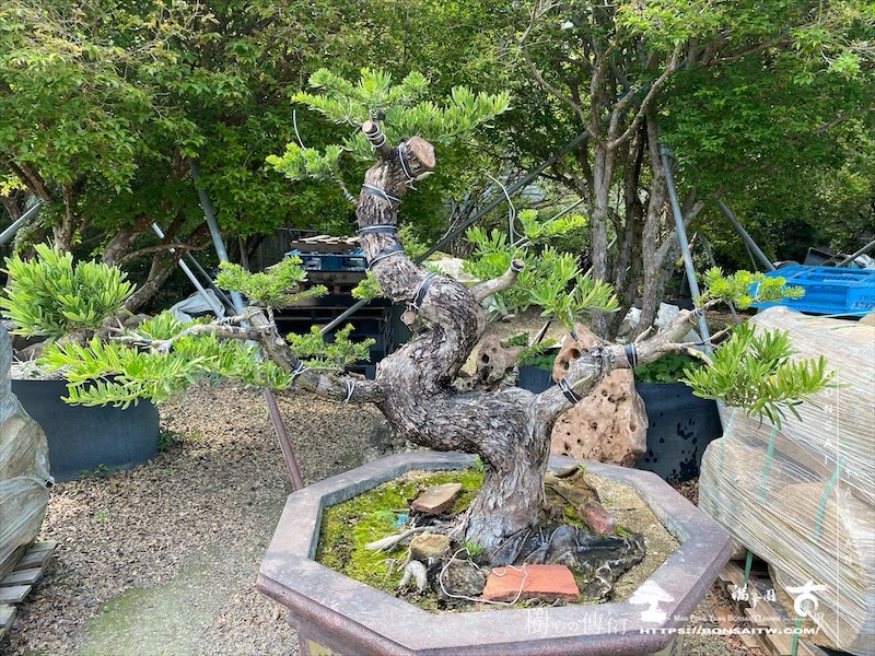 img 8237 1 1 [晶鑽羅漢松]等待，是為了下一次的蛻變(137) 盆栽(Bonsai)