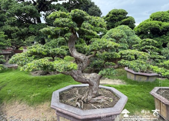 img 8241 1 1 [晶鑽羅漢松]等待，是為了下一次的蛻變(137) 等待，是為了下一次的蛻變