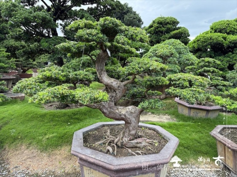img 8241 1 1 [晶鑽羅漢松]等待，是為了下一次的蛻變(137) 盆栽(Bonsai)