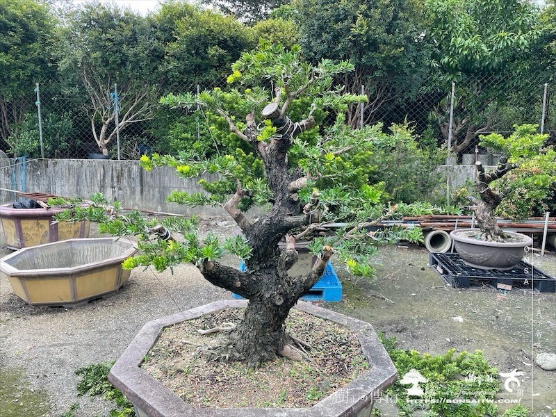 img 8243 1 1 [晶鑽羅漢松]等待，是為了下一次的蛻變(136) 蛻變專題(The plan)