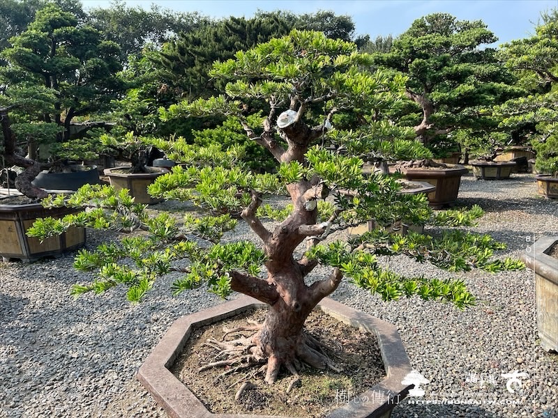 img 8244 1 1 [晶鑽羅漢松]等待，是為了下一次的蛻變(136) 蛻變專題(The plan)