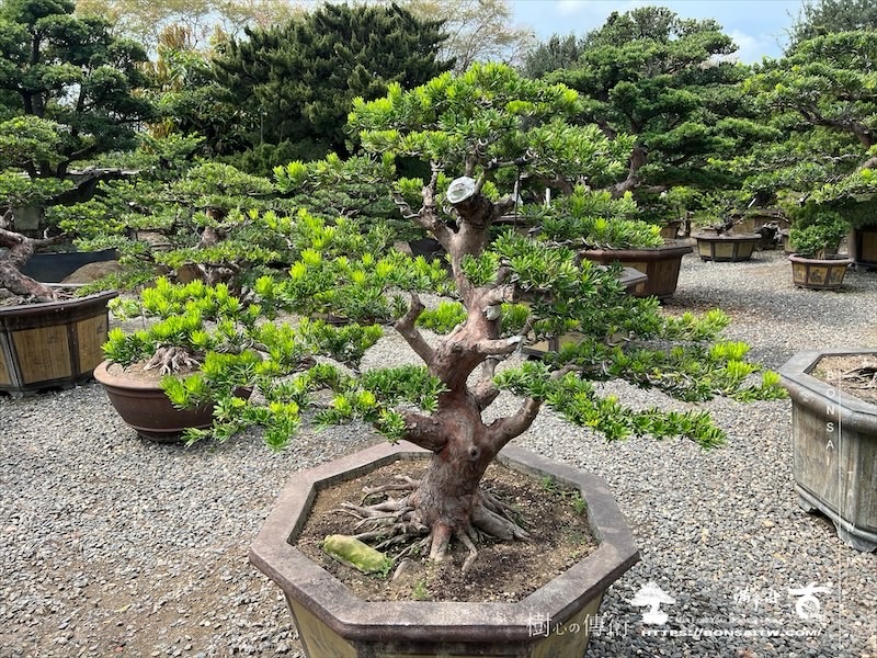 img 8246 1 1 [晶鑽羅漢松]等待，是為了下一次的蛻變(136) 蛻變專題(The plan)