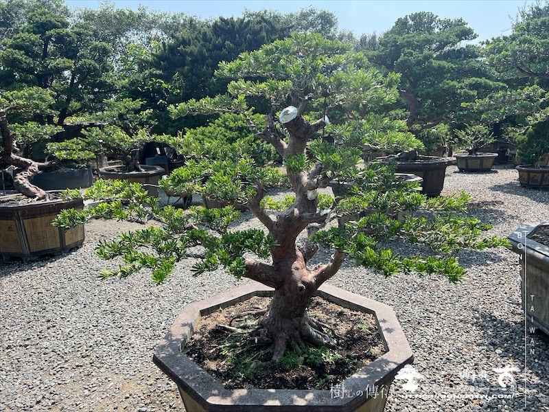 img 8247 1 1 [晶鑽羅漢松]等待，是為了下一次的蛻變(136) 蛻變專題(The plan)