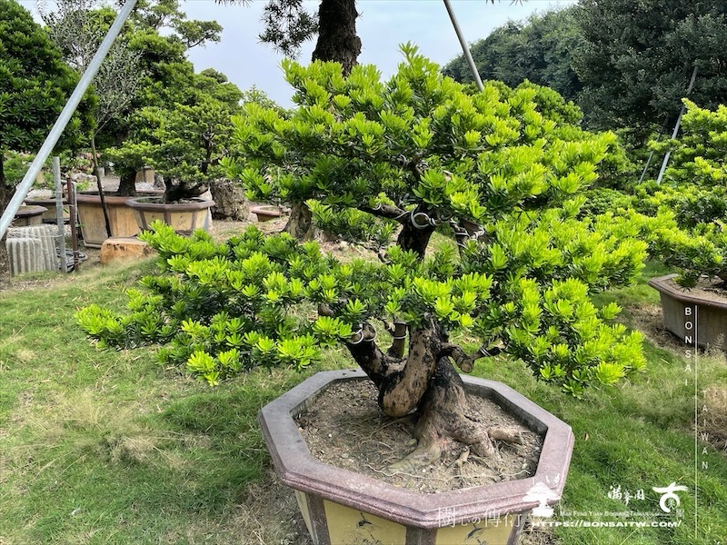 img 8326 1 [晶鑽羅漢松]等待，是為了下一次的蛻變(138) 盆栽(Bonsai)