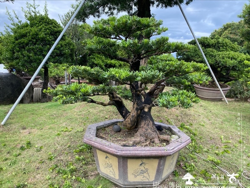 img 8327 1 [晶鑽羅漢松]等待，是為了下一次的蛻變(138) 盆栽(Bonsai)