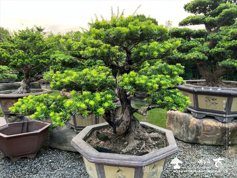 img 8329 1 [晶鑽羅漢松]等待，是為了下一次的蛻變(138) 盆栽(Bonsai)