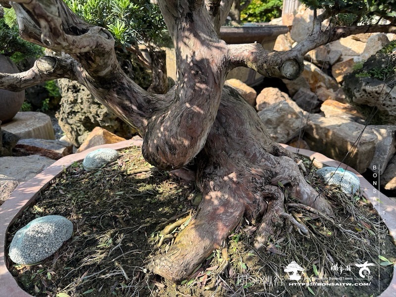 img 8331 1 [晶鑽羅漢松]等待，是為了下一次的蛻變(138) 盆栽(Bonsai)