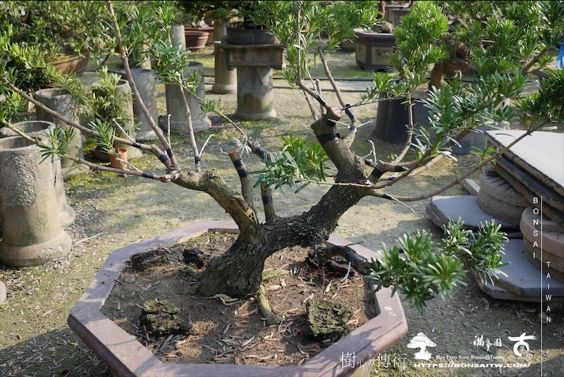 img 8539 1 [晶鑽羅漢松]等待，是為了下一次的蛻變(139) 盆栽(Bonsai)