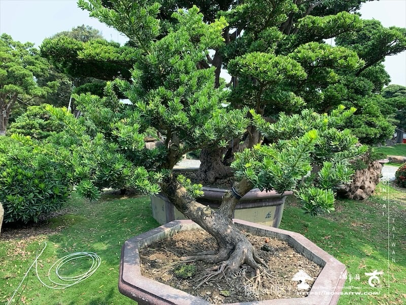 img 8540 1 [晶鑽羅漢松]等待，是為了下一次的蛻變(139) 盆栽(Bonsai)