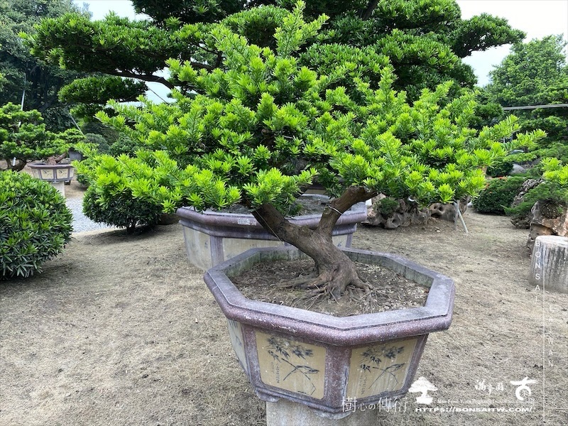 img 8541 1 [晶鑽羅漢松]等待，是為了下一次的蛻變(139) 盆栽(Bonsai)