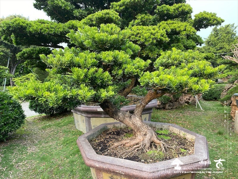 img 8542 1 [晶鑽羅漢松]等待，是為了下一次的蛻變(139) 盆栽(Bonsai)