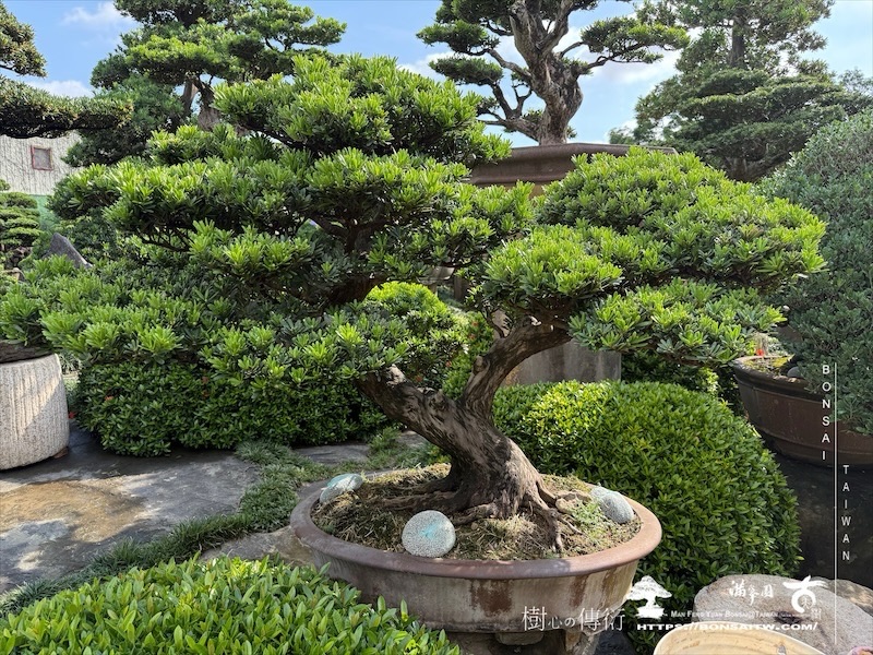 img 8543 1 [晶鑽羅漢松]等待，是為了下一次的蛻變(139) 盆栽(Bonsai)