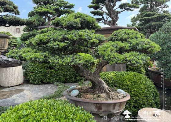 img 8544 1 [晶鑽羅漢松]等待，是為了下一次的蛻變(139) 等待，是為了下一次的蛻變