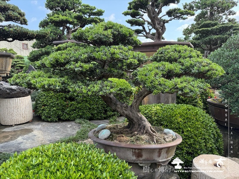 img 8544 1 [晶鑽羅漢松]等待，是為了下一次的蛻變(139) 盆栽(Bonsai)