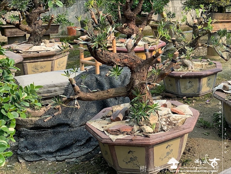 img 8853 1 [晶鑽羅漢松]等待，是為了下一次的蛻變(140) 盆栽(Bonsai)