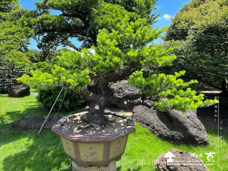img 8854 1 [晶鑽羅漢松]等待，是為了下一次的蛻變(140) 盆栽(Bonsai)