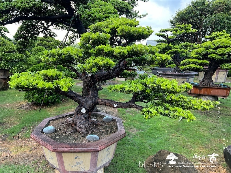 img 8857 1 [晶鑽羅漢松]等待，是為了下一次的蛻變(140) 盆栽(Bonsai)