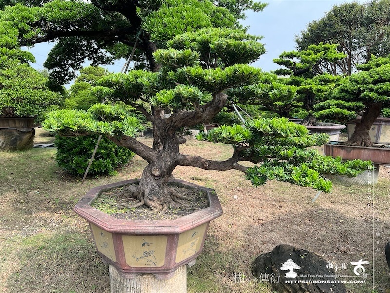 img 8859 1 [晶鑽羅漢松]等待，是為了下一次的蛻變(140) 盆栽(Bonsai)