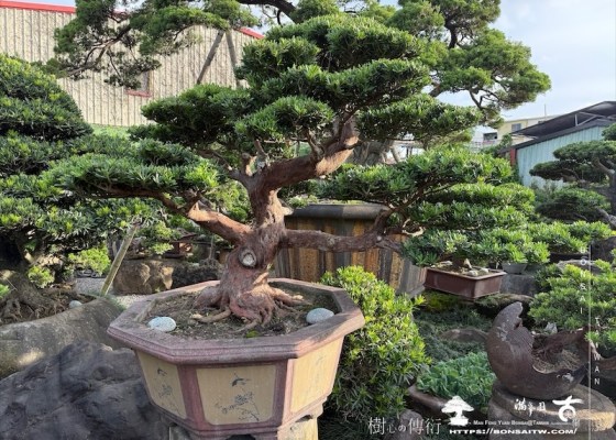 img 8860 1 [晶鑽羅漢松]等待，是為了下一次的蛻變(140) 等待，是為了下一次的蛻變