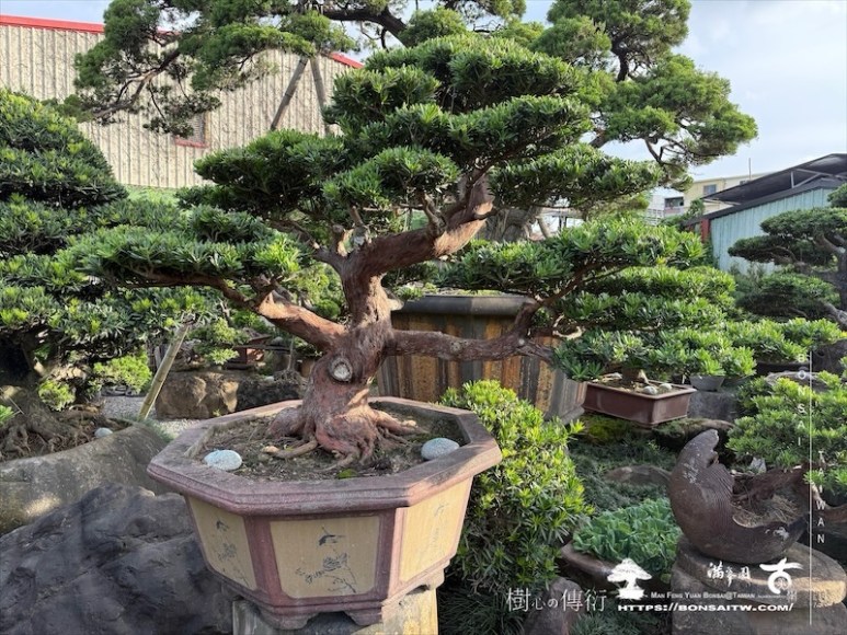 img 8860 1 [晶鑽羅漢松]等待，是為了下一次的蛻變(140) 盆栽(Bonsai)